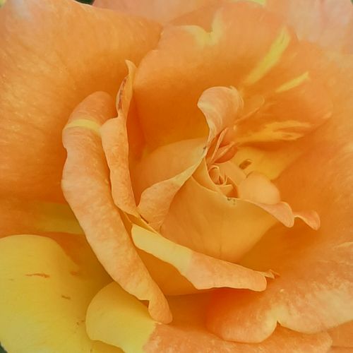 Arancione - bianco - rose floribunde